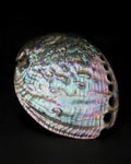 abalone-concha