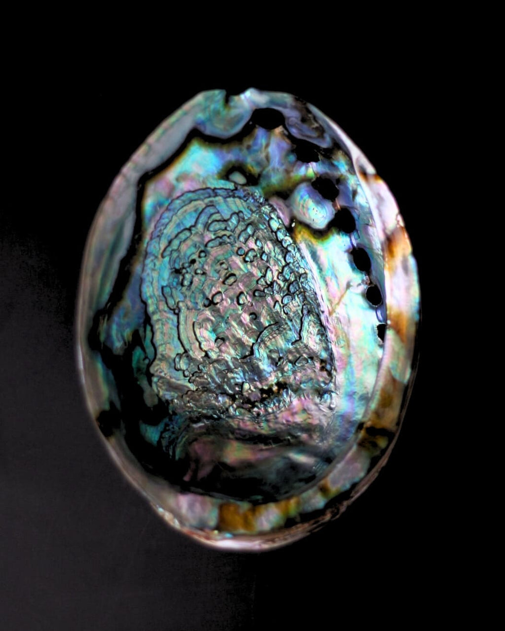 abalone-concha