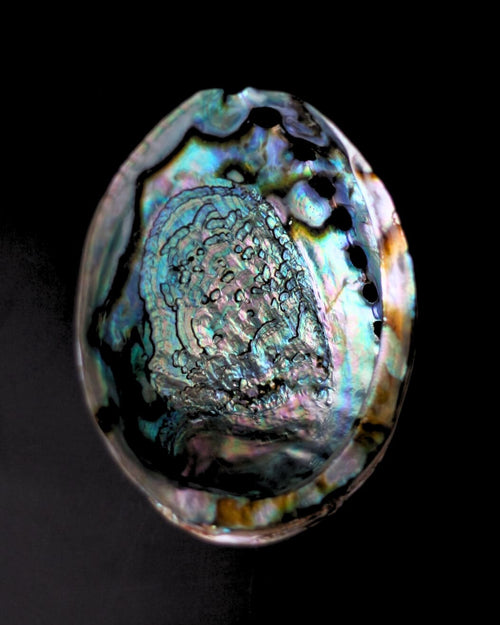 abalone-concha