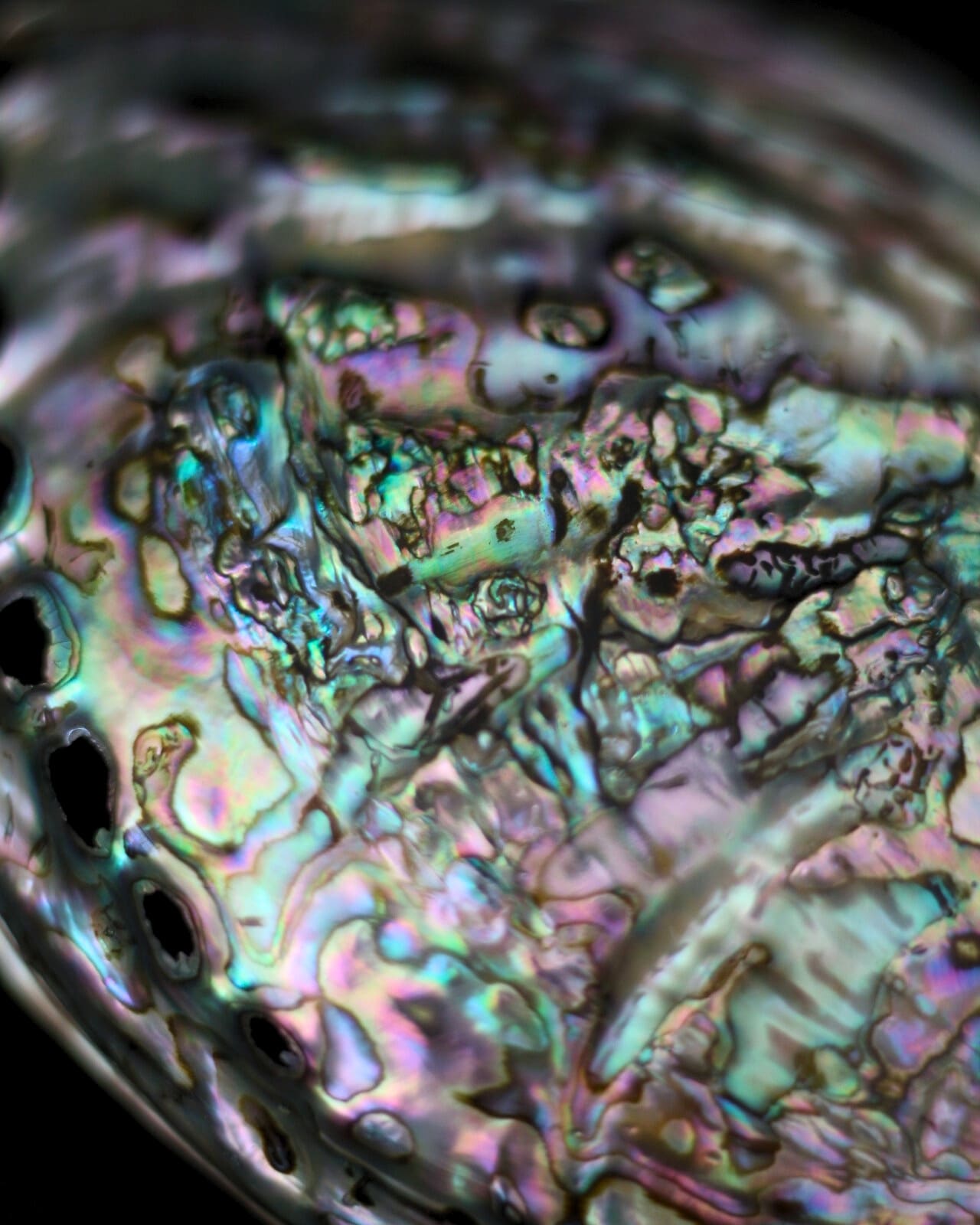 abalone-concha