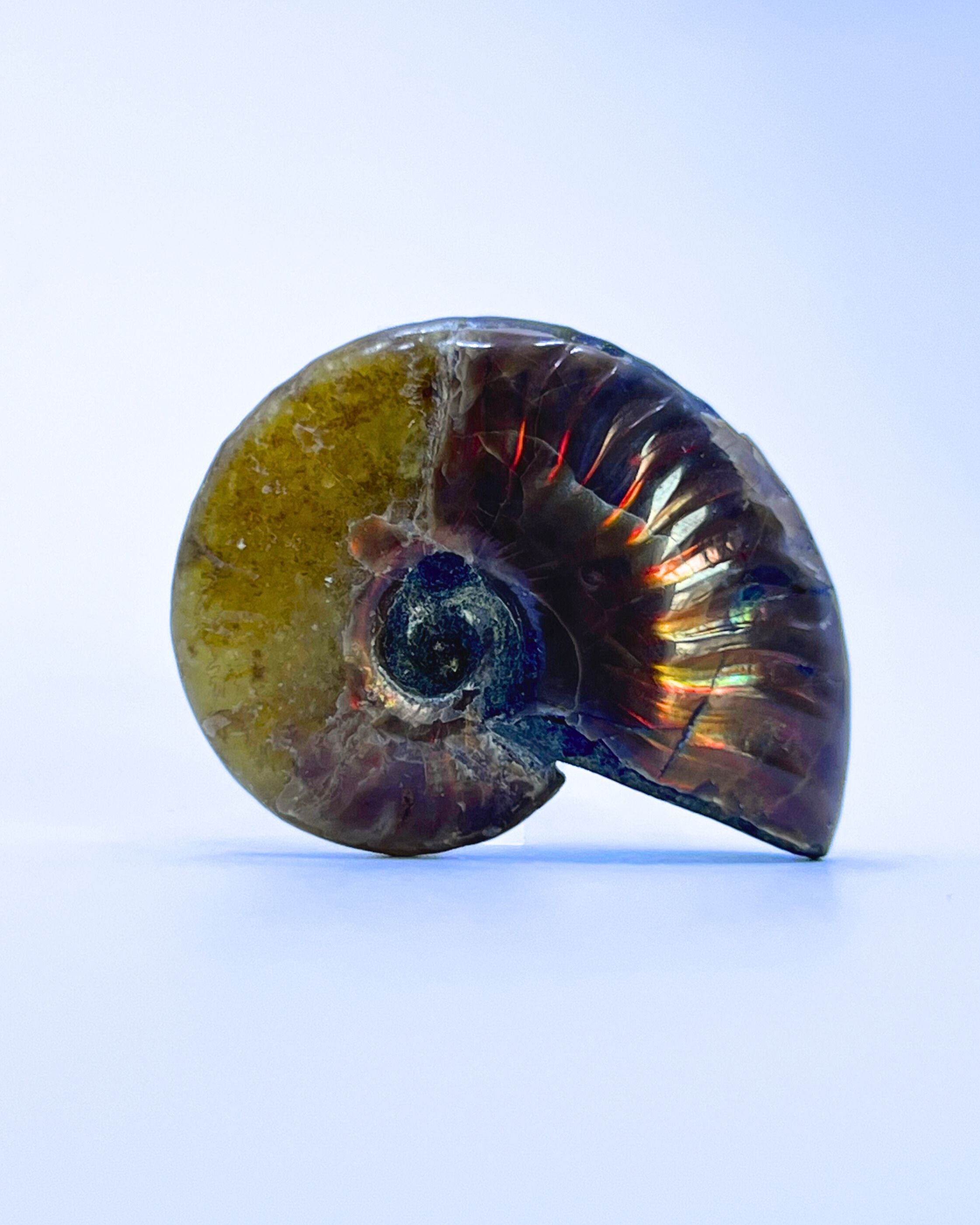 ammonite-fossil