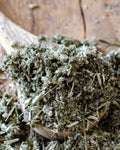artemisia-vulgaris-cha