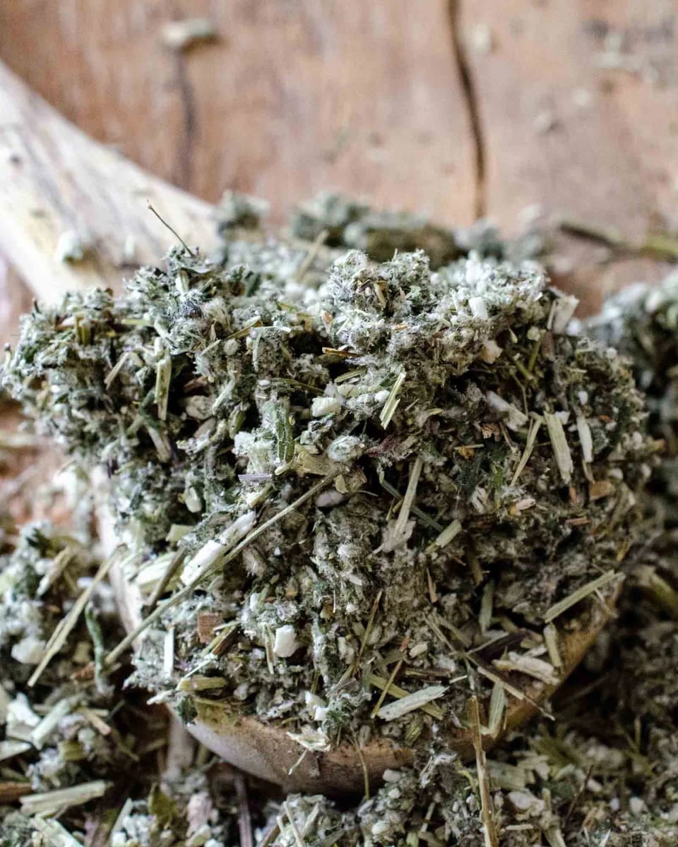 artemisia-vulgaris-cha