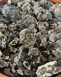 cauda-de-peru-cogumelo-desidratado