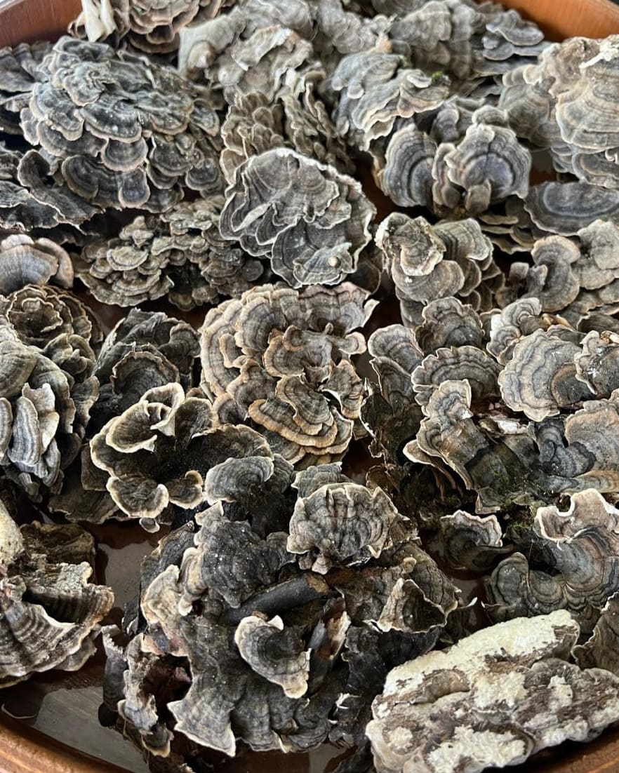 cauda-de-peru-cogumelo-desidratado
