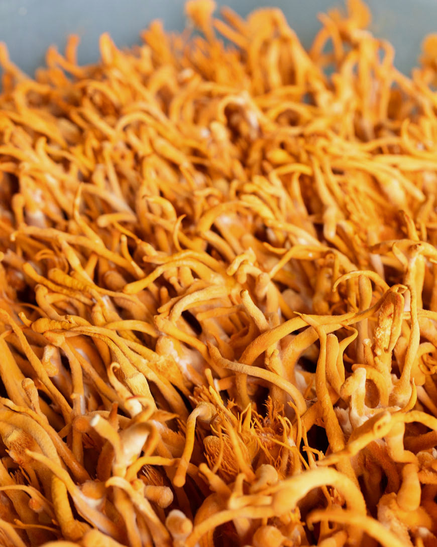 cordyceps-cogumelo-desidratado