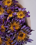 flor-lotus-azul-cha
