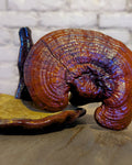 reishi-cogumelo-desidratado