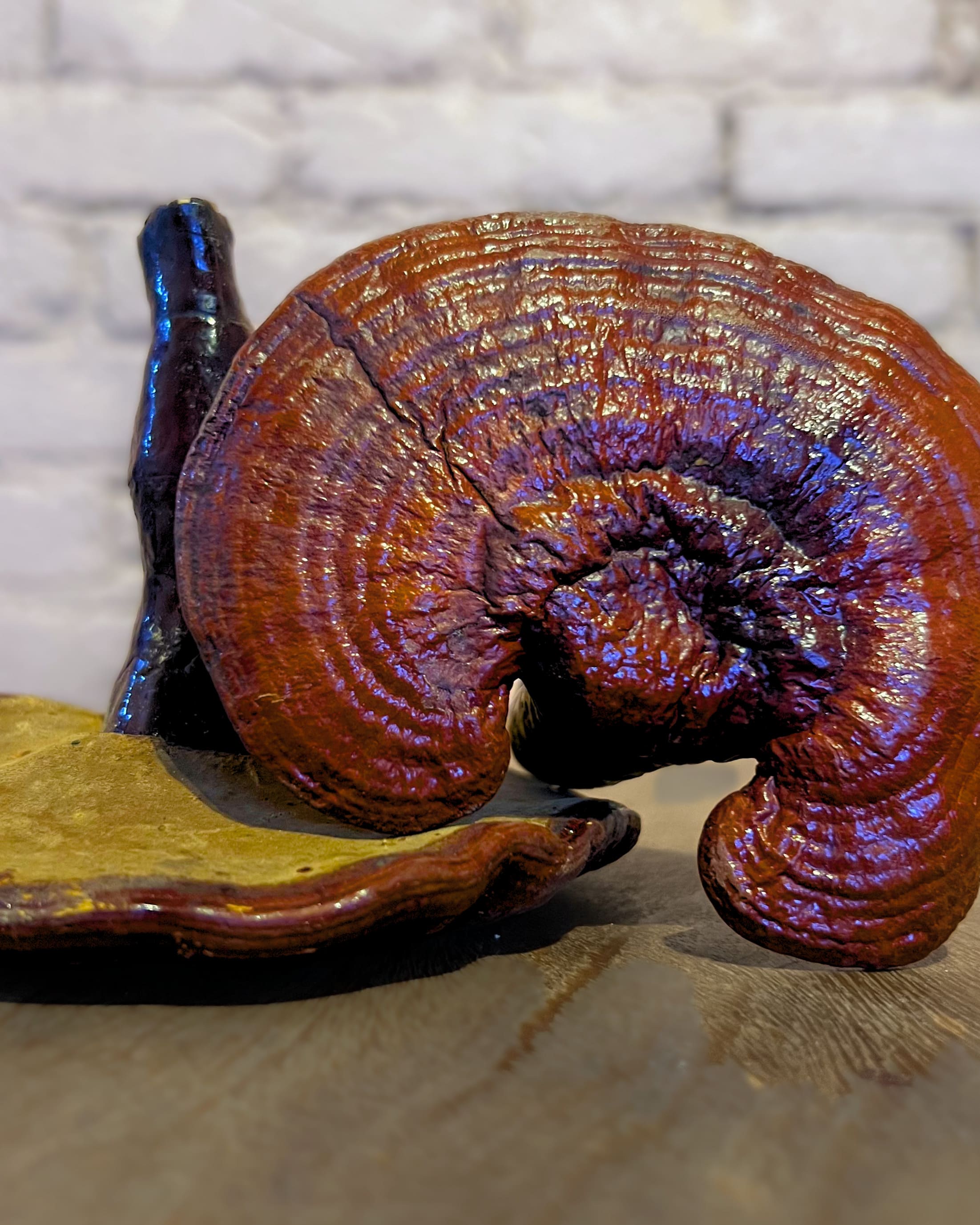 reishi-cogumelo-desidratado